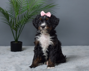 Phobe Mini Bernedoodle